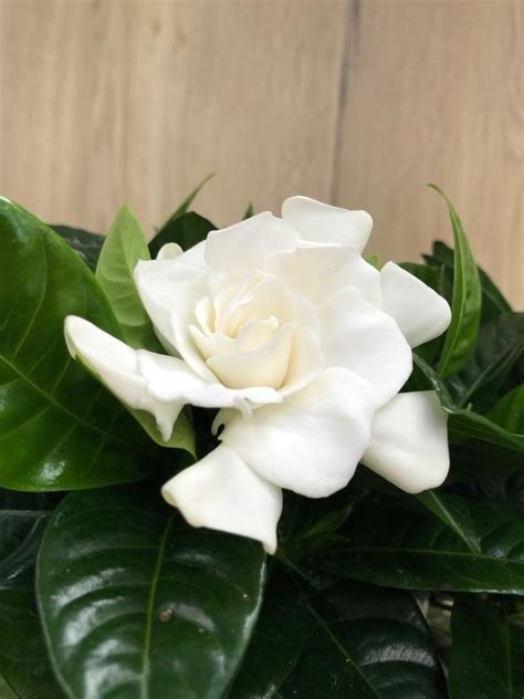 gardenia jasminoides uses.